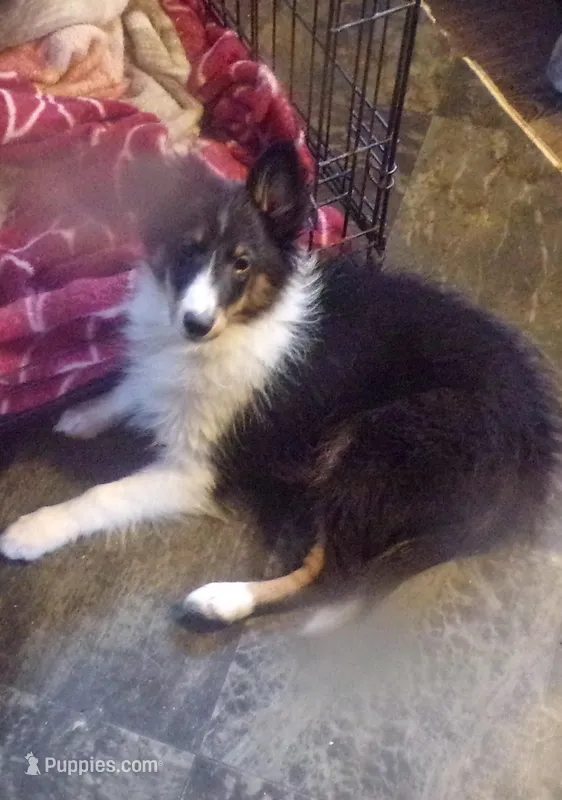 Diamond – Shetland Sheepdog puppy for sale in Fairfield, ME