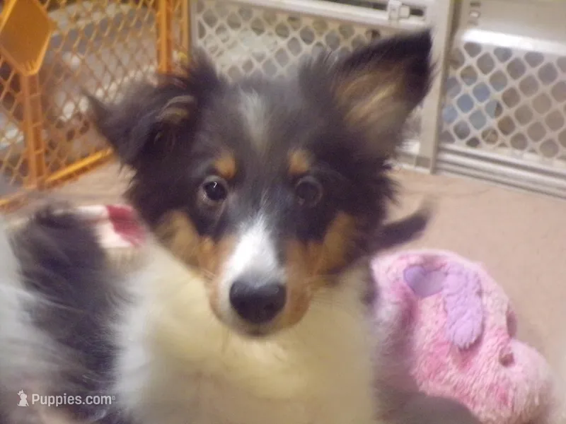 Diamond – Shetland Sheepdog puppy for sale in Fairfield, ME