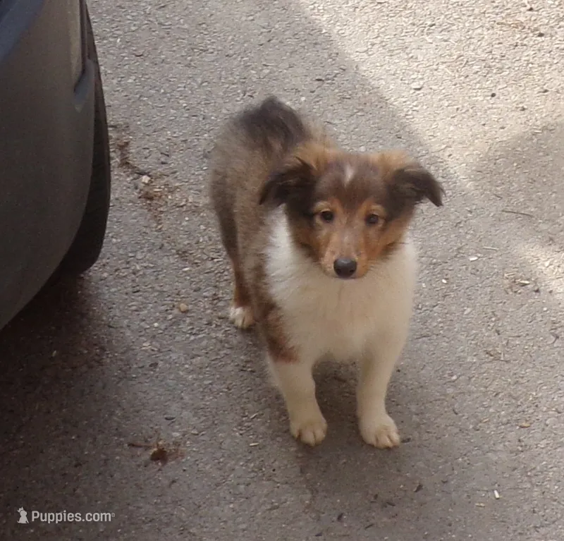 Ryker – Shetland Sheepdog puppy for sale in Fairfield, ME