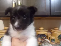 Mila, a female Shetland Sheepdog for sale in Fairfield, ME – 2 of 5