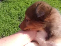 Ryker, a male Shetland Sheepdog for sale in Fairfield, ME – 2 of 2