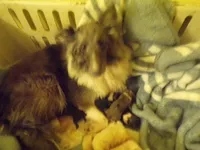 Greta, a female Shetland Sheepdog for sale in Fairfield, ME – 3 of 4