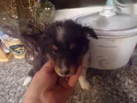 Ryker, a male Shetland Sheepdog for sale in Fairfield, ME – 1 of 2