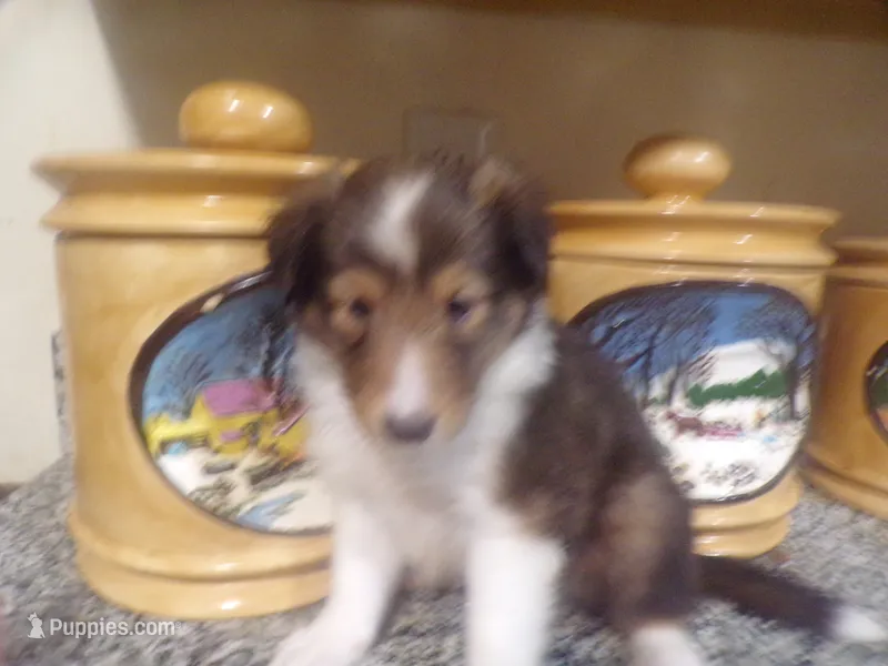 Angelo – Shetland Sheepdog puppy for sale in Fairfield, ME