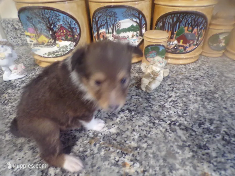 Lizzy, a female Shetland Sheepdog for sale in Fairfield, ME – Photo 1 of 1