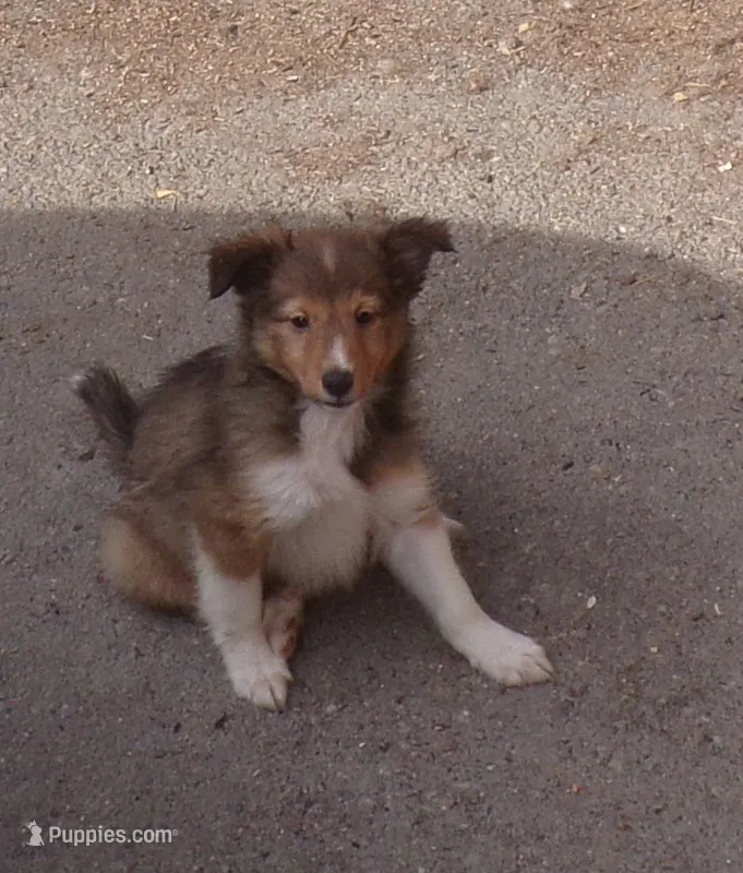 Watson – Shetland Sheepdog puppy for sale in Fairfield, ME
