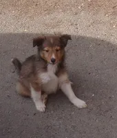 Watson, a male Shetland Sheepdog for sale in Fairfield, ME – 3 of 4