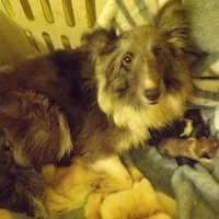 Cocoa/on hold, a male Shetland Sheepdog for sale in Fairfield, ME – Photo 3 of 5