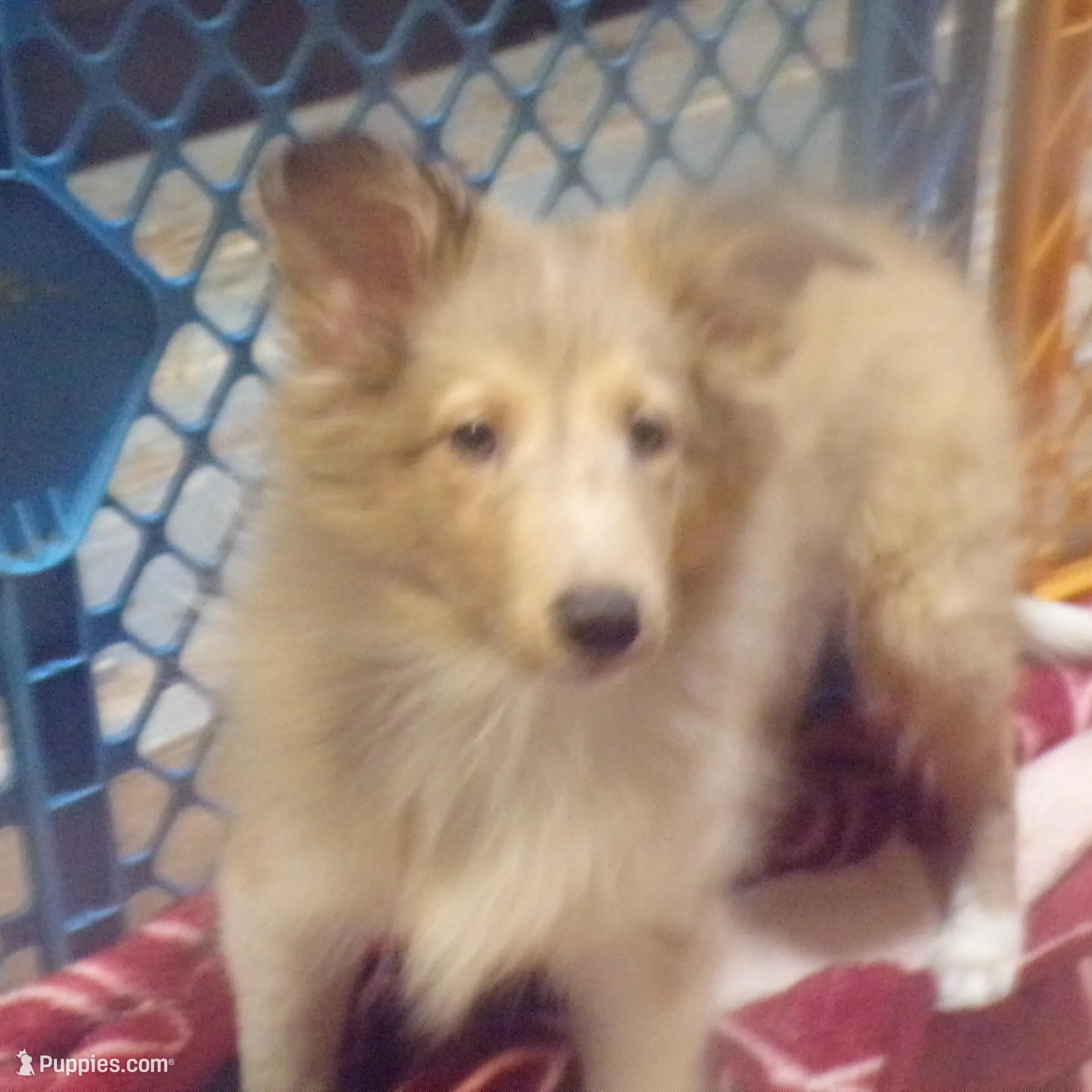 Cocoa/on hold, a male Shetland Sheepdog for sale in Fairfield, ME – Photo 5 of 5