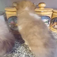 Cocoa/on hold, a male Shetland Sheepdog for sale in Fairfield, ME – Photo 2 of 5