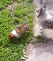 Watson, a male Shetland Sheepdog for sale in Fairfield, ME – 2 of 4
