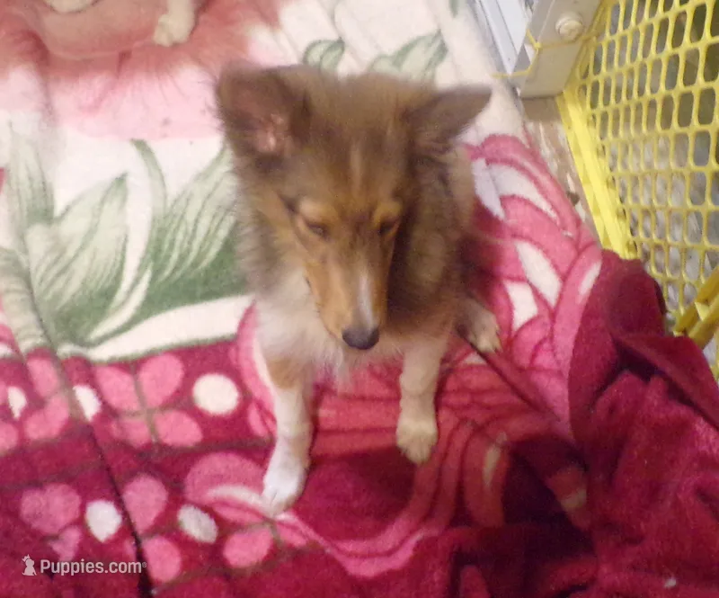 Watson – Shetland Sheepdog puppy for sale in Fairfield, ME