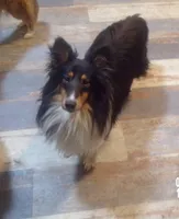 Mila, a female Shetland Sheepdog for sale in Fairfield, ME – 4 of 5