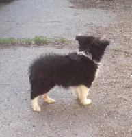 Bismark, a male Shetland Sheepdog for sale in Fairfield, ME – 3 of 3