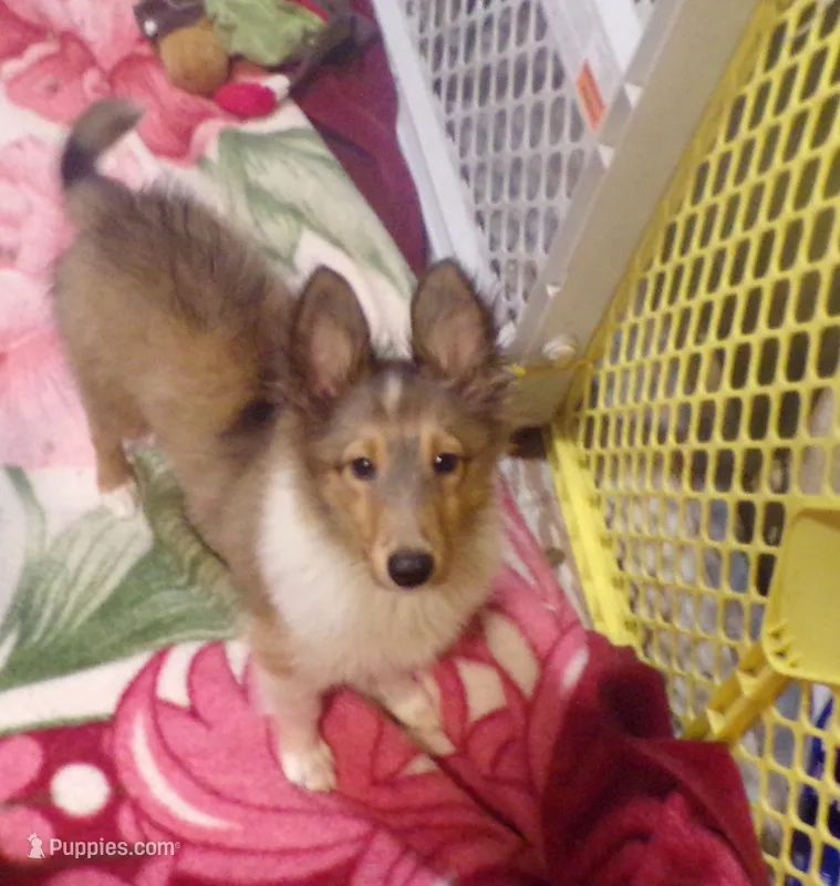 Ryker – Shetland Sheepdog puppy for sale in Fairfield, ME