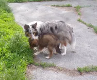 Lizzy?hold Kathee, a female Shetland Sheepdog for sale in Fairfield, ME – 5 of 5
