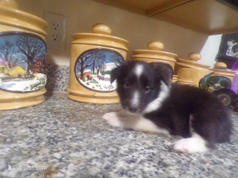 Enzo, a male Shetland Sheepdog for sale in Fairfield, ME – 1 of 4