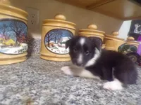 Enzo, a male Shetland Sheepdog for sale in Fairfield, ME – 1 of 4