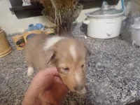 Tanner, a male Shetland Sheepdog for sale in Fairfield, ME – 3 of 3