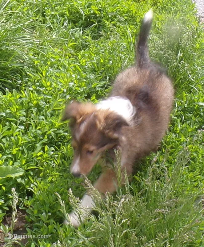 Lizzy – Shetland Sheepdog puppy for sale in Fairfield, ME