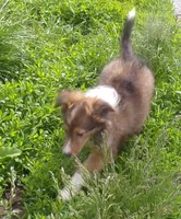 Lizzy?hold Kathee, a female Shetland Sheepdog for sale in Fairfield, ME – 1 of 5