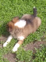 Lizzy?hold Kathee, a female Shetland Sheepdog for sale in Fairfield, ME – 4 of 5