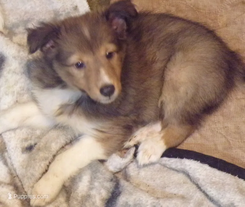 Ryker – Shetland Sheepdog puppy for sale in Fairfield, ME