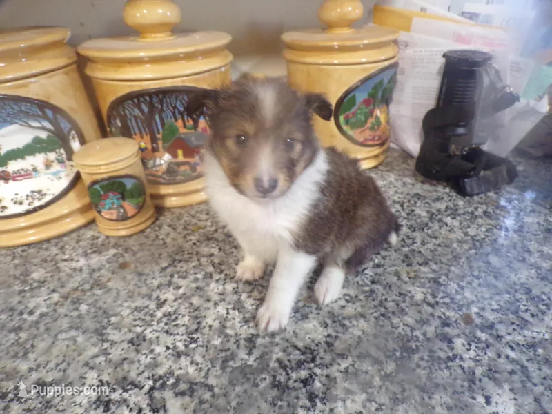 Tina, a female Shetland Sheepdog for sale in Fairfield, ME – Photo 1 of 1