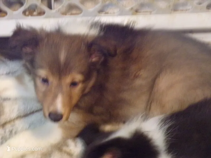 Lizzy – Shetland Sheepdog puppy for sale in Fairfield, ME