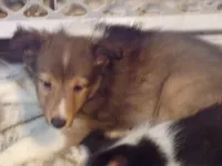 Lizzy?hold Kathee, a female Shetland Sheepdog for sale in Fairfield, ME – 2 of 5