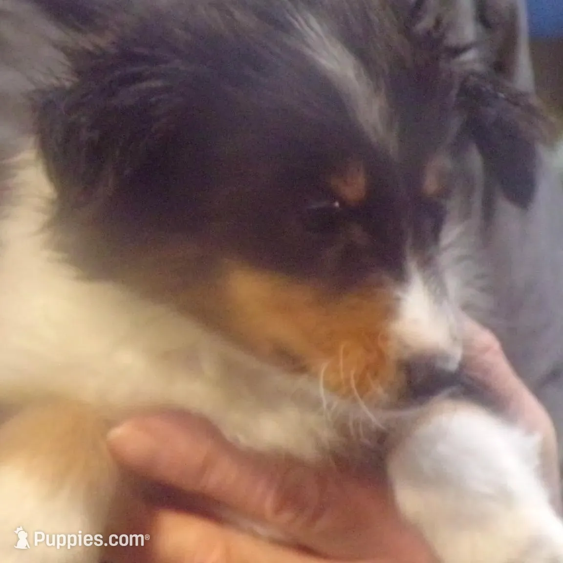 Diamond – Shetland Sheepdog puppy for sale in Fairfield, ME