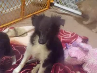 Sweetpea/holdingSharon, a female Shetland Sheepdog for sale in Fairfield, ME – Photo 1 of 5