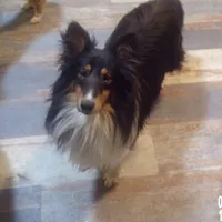 Sweetpea/holdingSharon, a female Shetland Sheepdog for sale in Fairfield, ME – Photo 5 of 5