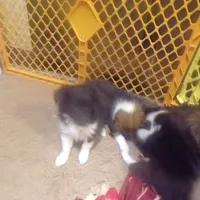 Sweetpea/holdingSharon, a female Shetland Sheepdog for sale in Fairfield, ME – Photo 4 of 5