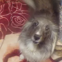 Sweetpea/holdingSharon, a female Shetland Sheepdog for sale in Fairfield, ME – Photo 3 of 5