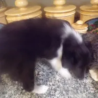 Sweetpea/holdingSharon, a female Shetland Sheepdog for sale in Fairfield, ME – Photo 2 of 5