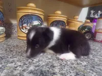 Greta, a female Shetland Sheepdog for sale in Fairfield, ME – 2 of 4