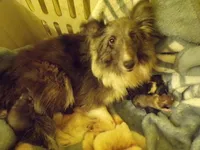 Mila, a female Shetland Sheepdog for sale in Fairfield, ME – 5 of 5