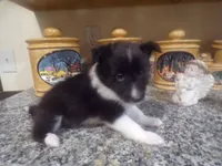 Mila, a female Shetland Sheepdog for sale in Fairfield, ME – 1 of 5