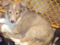 Tanner, a male Shetland Sheepdog for sale in Fairfield, ME – 2 of 3