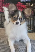 JOSEY WELLS, a female Papillon for sale in Hattiesburg, MS – 2 of 5