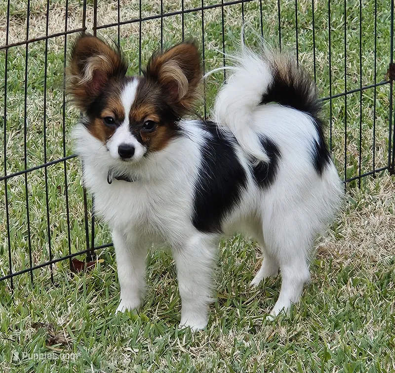 MIA – Papillon puppy for sale in Hattiesburg, MS