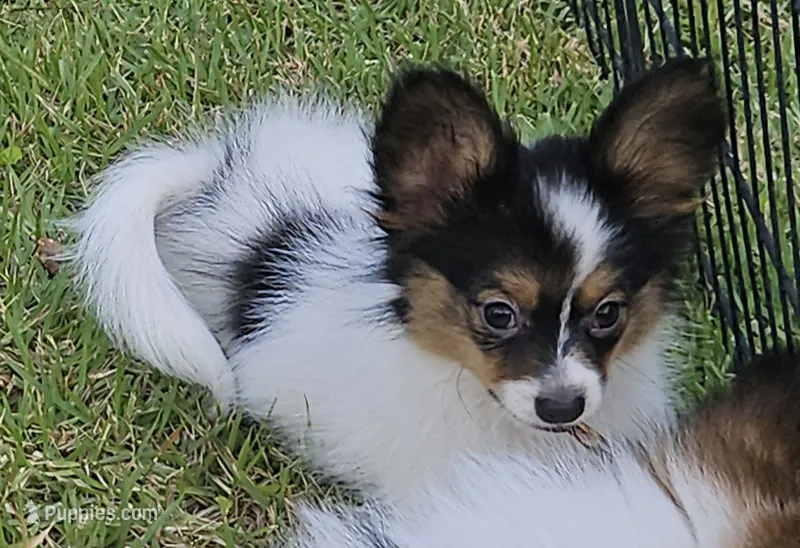 JOSEY WELLS – Papillon puppy for sale in Hattiesburg, MS