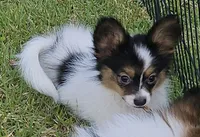 JOSEY WELLS, a female Papillon for sale in Hattiesburg, MS – 1 of 5