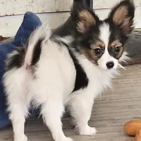 MIA, a female Papillon for sale in Hattiesburg, MS – Photo 1 of 3