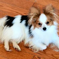 MIA, a female Papillon for sale in Hattiesburg, MS – Photo 2 of 3