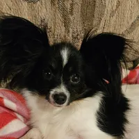 MIA, a female Papillon for sale in Hattiesburg, MS – Photo 3 of 3