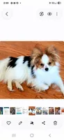 JOHNNY, a male Papillon for sale in Hattiesburg, MS – 2 of 3