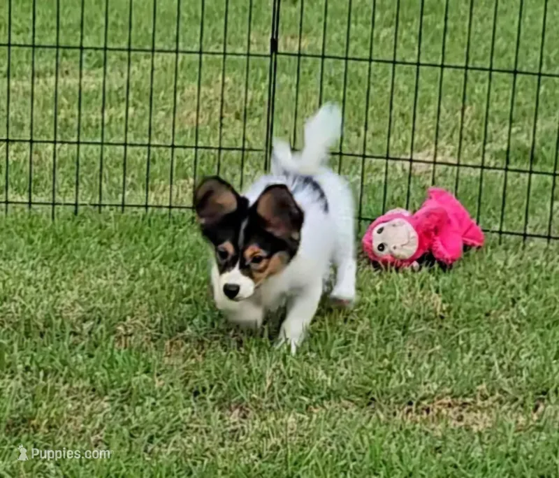 JOHNNY – Papillon puppy for sale in Hattiesburg, MS