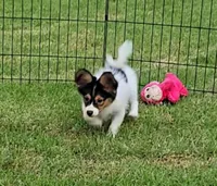 JOHNNY, a male Papillon for sale in Hattiesburg, MS – 1 of 3